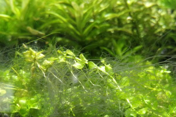 去除黑毛藻的方法，可用除藻刀将其刮干净