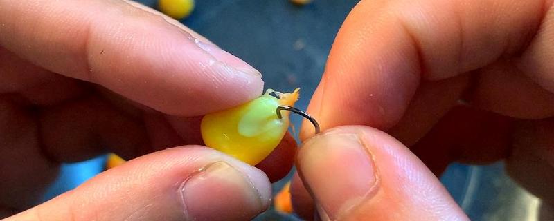 用玉米垂钓的效果