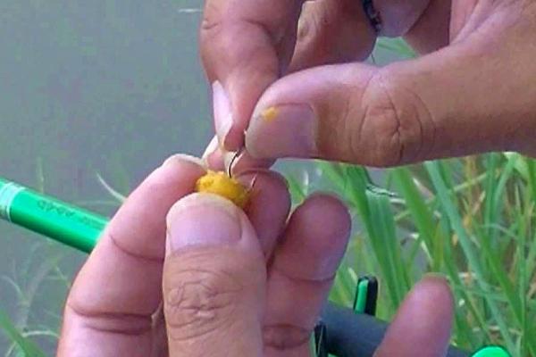 用玉米垂钓的效果，使用效果较好、容易吸引鱼儿