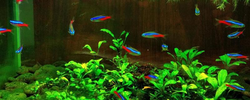 红绿灯鱼可以长到多大