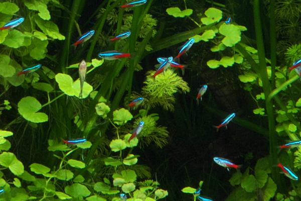 红绿灯鱼可以长到多大，通常可达到3-5厘米