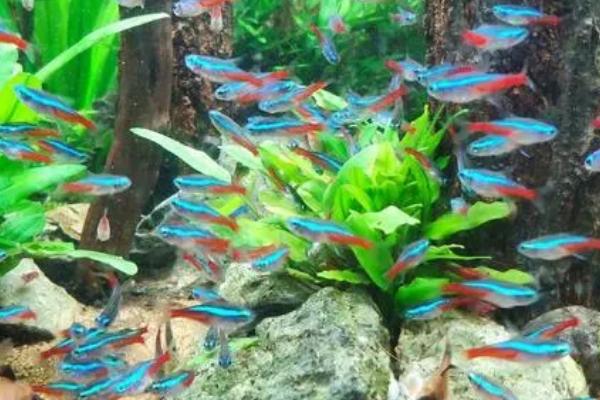 红绿灯鱼可以长到多大，通常可达到3-5厘米