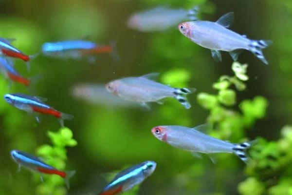 红绿灯鱼可以长到多大，通常可达到3-5厘米