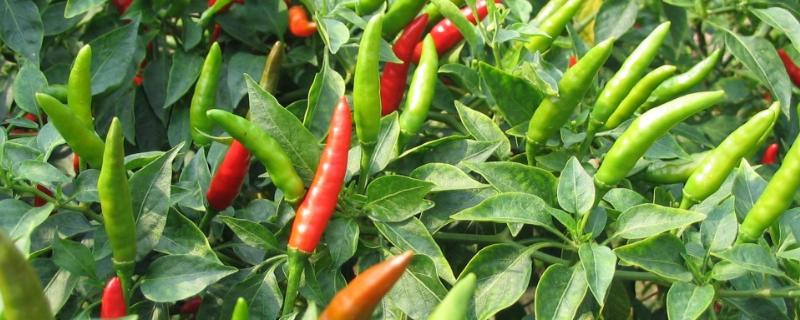 怎么收获望天椒