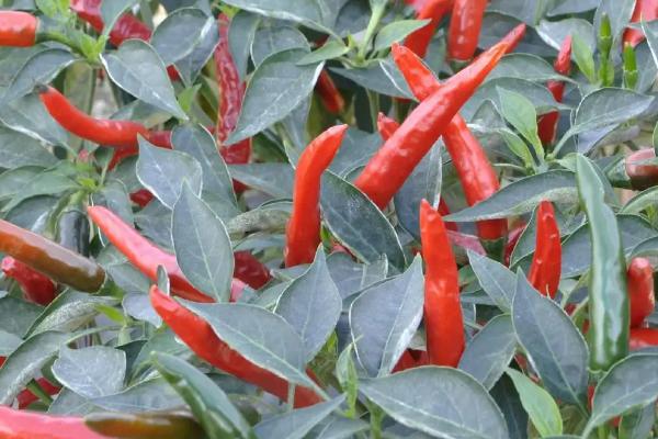 怎么收获望天椒，椒果变为深红色之后、进行拔秧收获或割秧收获