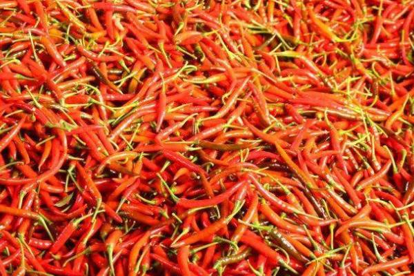 怎么收获望天椒，椒果变为深红色之后、进行拔秧收获或割秧收获