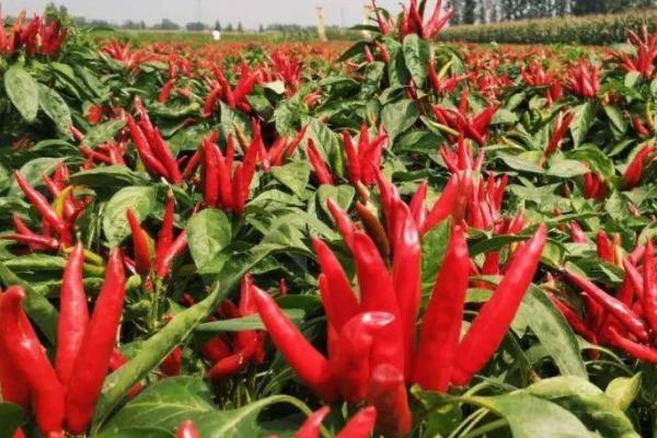 怎么收获望天椒，椒果变为深红色之后、进行拔秧收获或割秧收获