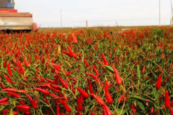 怎么收获望天椒，椒果变为深红色之后、进行拔秧收获或割秧收获