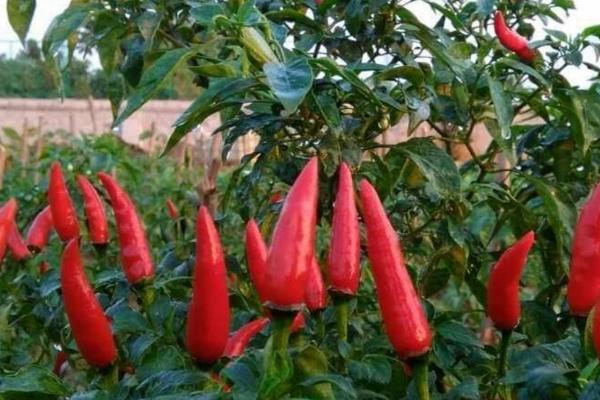 怎么收获望天椒，椒果变为深红色之后、进行拔秧收获或割秧收获