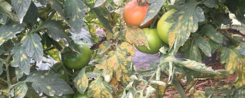 番茄叶霉病的防治方法