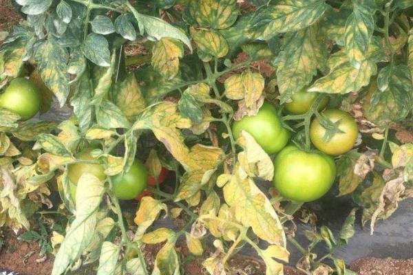 番茄叶霉病的防治方法，覆盖地面可避免病菌传播