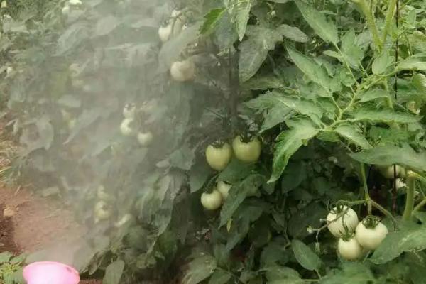 番茄叶霉病的防治方法，覆盖地面可避免病菌传播