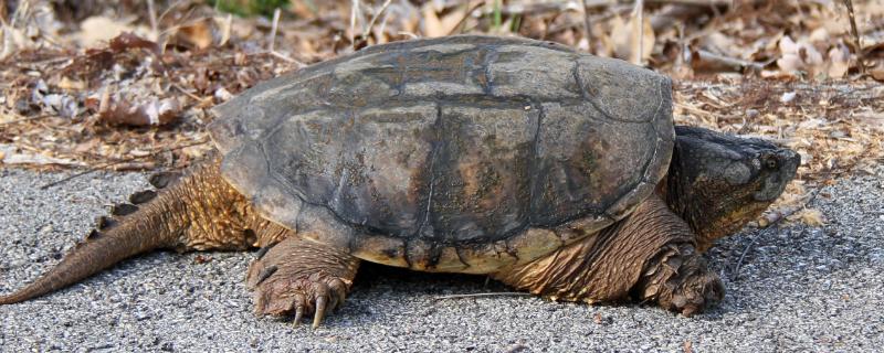 小鳄龟最大可以长到什么程度