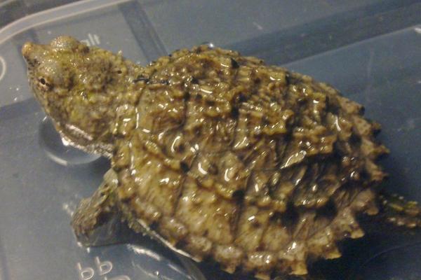 小鳄龟最大可以长到什么程度,体长可达到45厘米、体重可达到35公斤