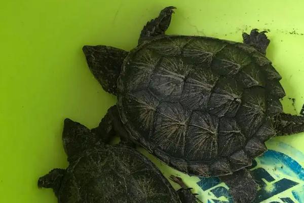 小鳄龟最大可以长到什么程度,体长可达到45厘米、体重可达到35公斤