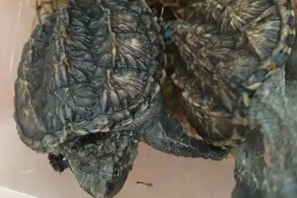 小鳄龟最大可以长到什么程度,体长可达到45厘米、体重可达到35公斤