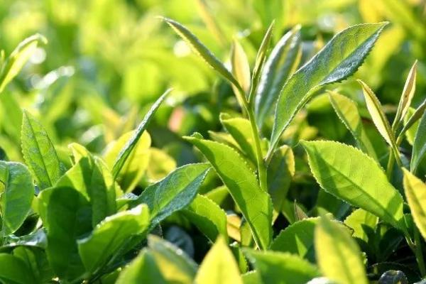 茶叶怎么催芽,可在春季开沟亩施40-60公斤茶叶专用肥