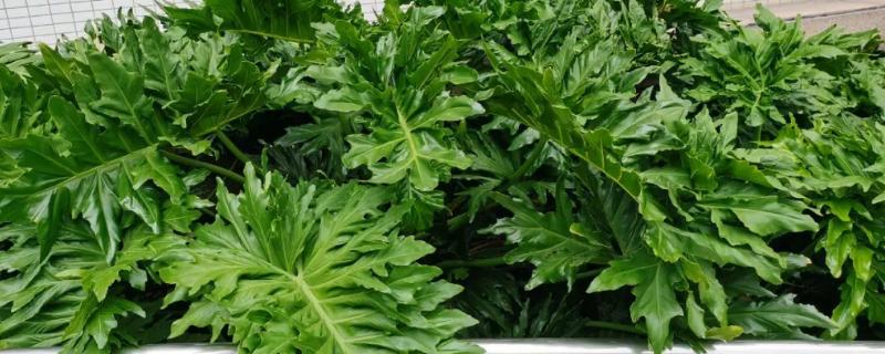 春羽枝干发软下垂怎么处理