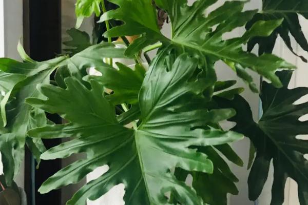 春羽枝干发软下垂怎么处理,追施氮肥、磷肥、铁肥等肥料可缓解下垂问题