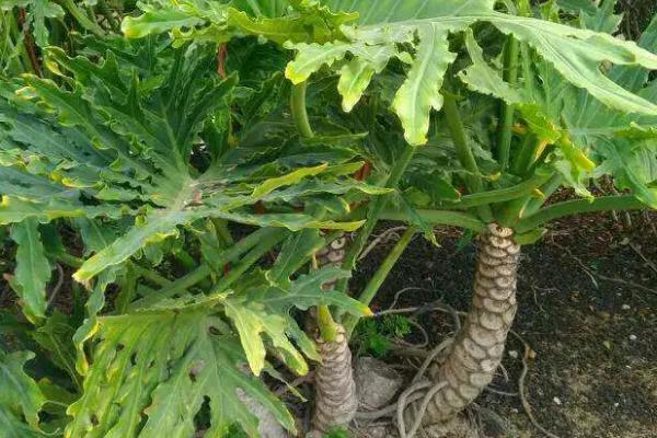 春羽枝干发软下垂怎么处理,追施氮肥、磷肥、铁肥等肥料可缓解下垂问题