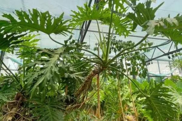 春羽枝干发软下垂怎么处理,追施氮肥、磷肥、铁肥等肥料可缓解下垂问题