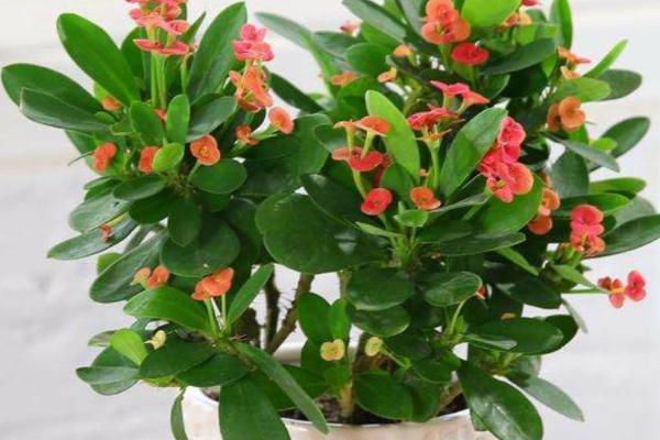 虎刺梅的花语,倔强坚贞、温柔忠诚皆为它的花语