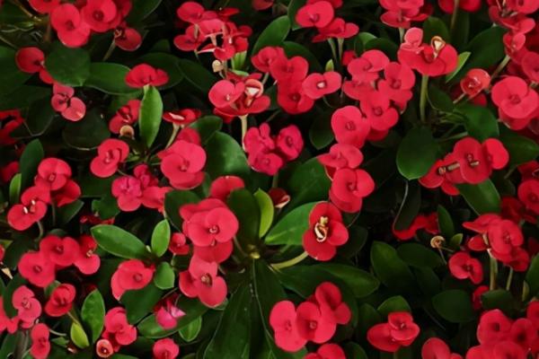 虎刺梅的花语,倔强坚贞、温柔忠诚皆为它的花语