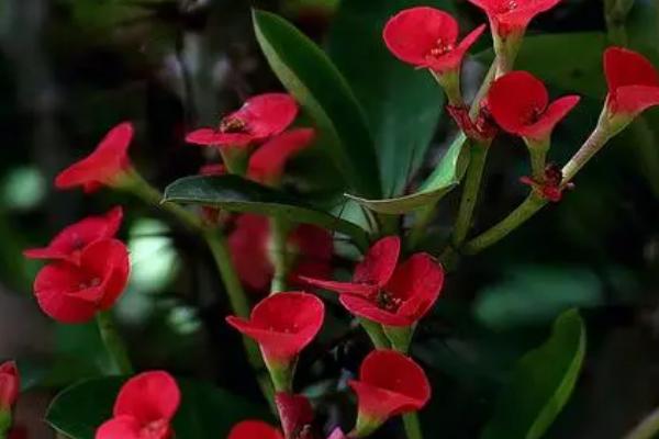 虎刺梅的花语,倔强坚贞、温柔忠诚皆为它的花语