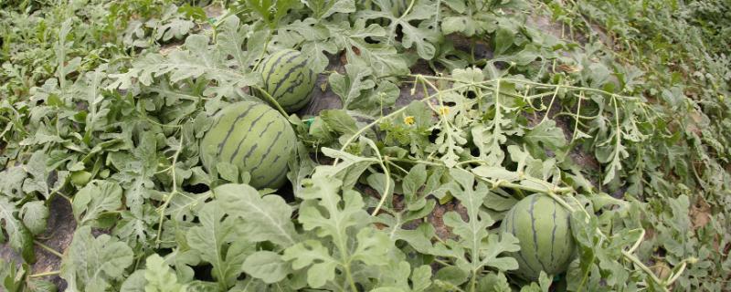 春天什么时候种植西瓜