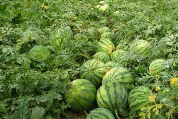 春天什么时候种植西瓜,大棚栽培可在3月10日开始定植