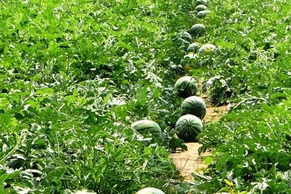 春天什么时候种植西瓜,大棚栽培可在3月10日开始定植