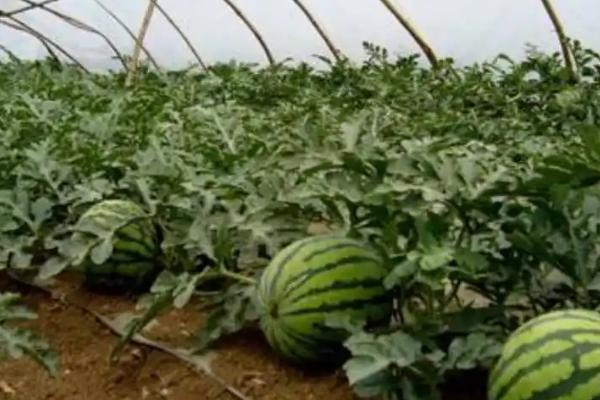 春天什么时候种植西瓜,大棚栽培可在3月10日开始定植