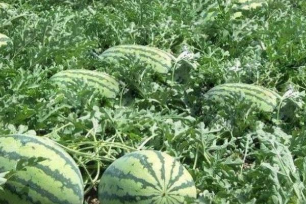 春天什么时候种植西瓜,大棚栽培可在3月10日开始定植