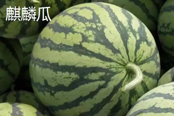 春天什么时候种植西瓜,大棚栽培可在3月10日开始定植