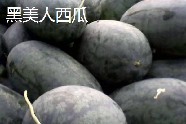 春天什么时候种植西瓜,大棚栽培可在3月10日开始定植