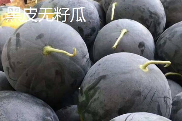 春天什么时候种植西瓜,大棚栽培可在3月10日开始定植