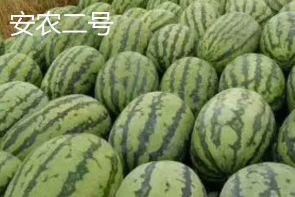 春天什么时候种植西瓜,大棚栽培可在3月10日开始定植