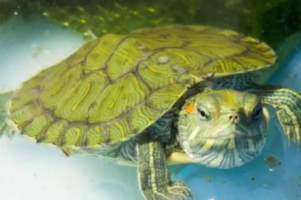 巴西龟的繁殖方法，发育成熟后会自行配对