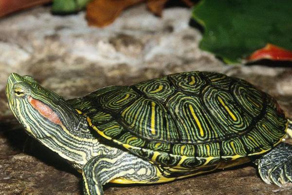 巴西龟的繁殖方法，发育成熟后会自行配对