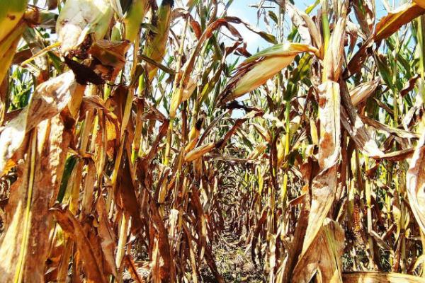 玉米青枯病怎么防治,可选择与大豆、花生等作物进行轮作