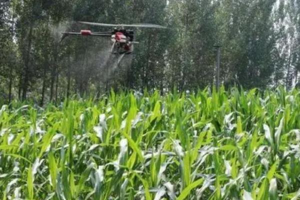 玉米青枯病怎么防治,可选择与大豆、花生等作物进行轮作