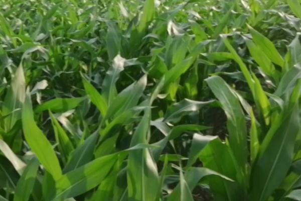 玉米青枯病怎么防治,可选择与大豆、花生等作物进行轮作