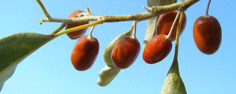 沙枣喜阴还是喜阳