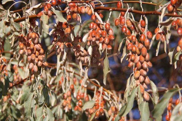 沙枣喜阴还是喜阳，是喜阳作物