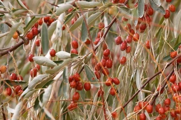 沙枣喜阴还是喜阳，是喜阳作物