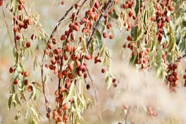 沙枣喜阴还是喜阳，是喜阳作物