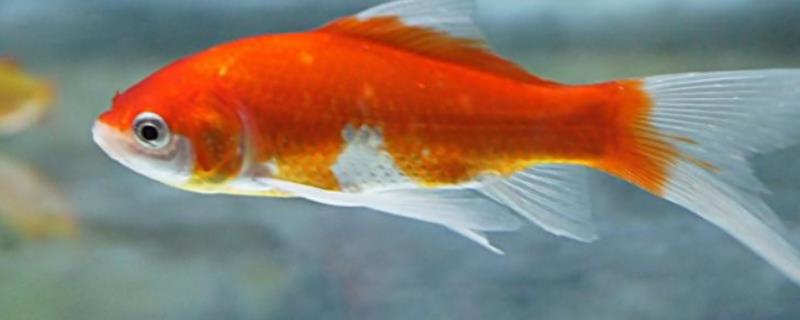 多久换一次养金鱼水