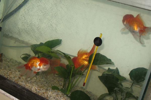 多久换一次养金鱼水，没有过滤设备需2-3天换一次水