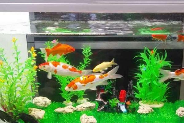 多久换一次养金鱼水，没有过滤设备需2-3天换一次水