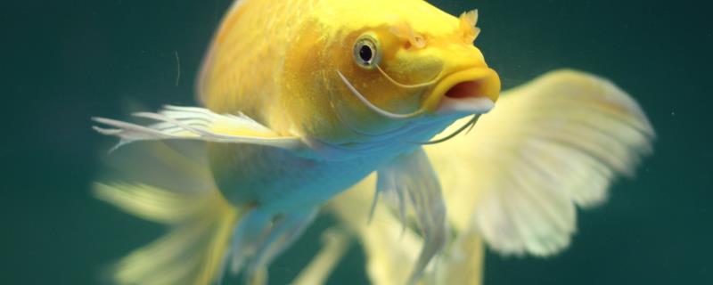 锦鲤甩籽后怎么处理鱼缸